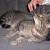 Tabby