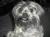 Bailey