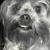 Bailey