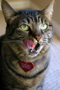 petbook.s3.amazonaws.com