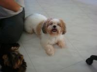 Bobi
