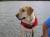 Harley Pooch