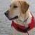 Harley Pooch