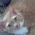 Dusty