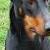 Dobermans Worldwide