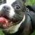 Gidget