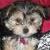 Daisy Mae