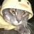 Kitty C