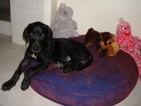 Lola
