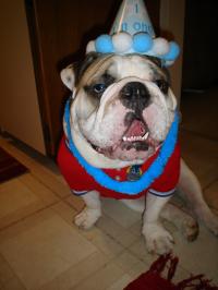Toby