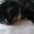 Addie (Black Adder)