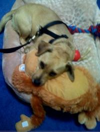 Harley