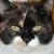 Callie