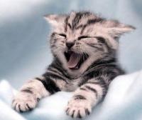 President Kitty