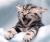 President Kitty