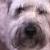Bailey
