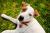 Spot (the Wonder Dog)