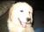 Bailey
