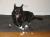 Otis (RIP 1994-2009).
