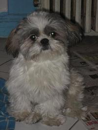 BoBo Chan
