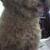 Teddy