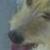 Josie