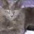 Smudge
