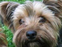 Dougal