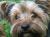 Dougal