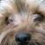 Dougal