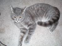 Zander