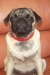 Zosia
