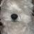 BUSTER