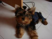 Fion