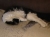 Olie