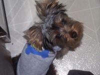 Prince Kobi Divo