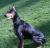 Onyx