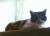 Bridget