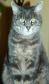 Tizzy (formally known as Psycho Poopsie)