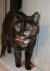 Puddy Tat
