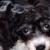 Buddy 