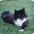 Buster - Dumbest Cat on the Planet