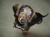 Baxter