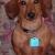 Chester