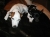 Lola and Sir Didymus