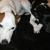 Lola and Sir Didymus