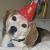 Buddy the Beagle