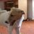 Lassie