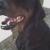 BRONSSON