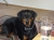 Zola